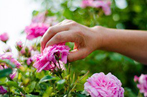 Stichting Wellness en Aromatherapie bloemenplukken