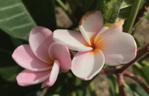 Stichting Wellness en Aromatherapie bloemen in bloei