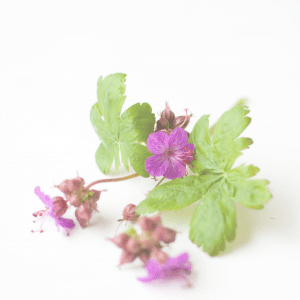 Stichting Wellness en Aromatherapie bloemen