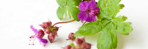 Stichting Wellness en Aromatherapie mooie bloemen