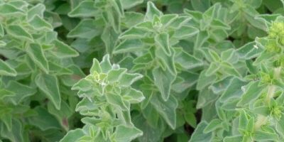 De kracht van wilde oregano