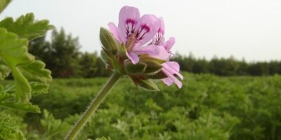 De kracht van Geranium